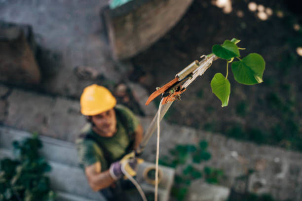 Best Fruit Tree Pruning  in Carpentersvle, IL